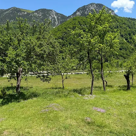 Bujtina Frati *